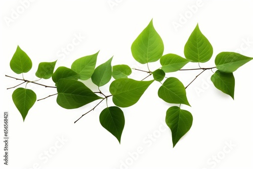 green leaves isolated on white background, Generative AI