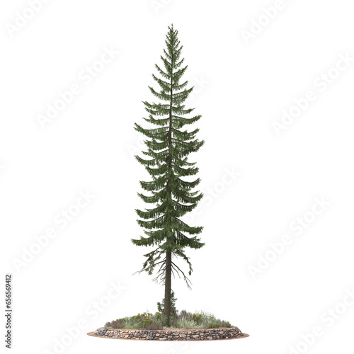 Circle garden with pine tree isolated on transparent background, PNG type files format 