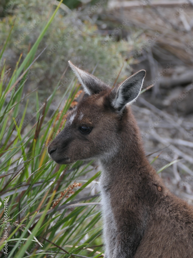 Nahaufnahme eines kleinen Kängurus in Australien Nahaufnahme eines kleinen Kängurus in Australien