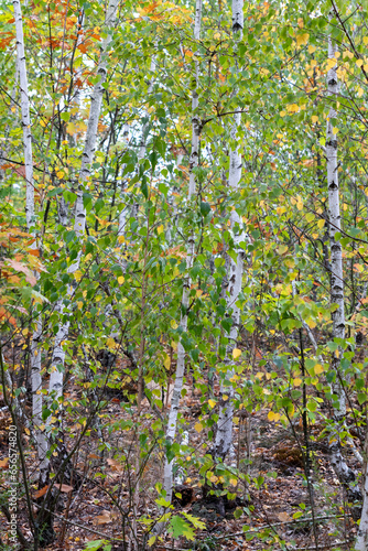 Beautiful birch grove in the forest.