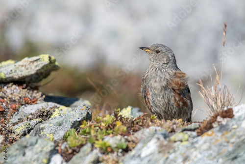 Alpine accentor (Prunella collaris) perched on a rock against blurred background, Alps mountains, Italy. Horizontal - September - Monviso Natural Park.