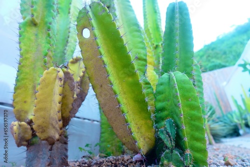 Tall cactus are yellow due to dehydration  old tree  plant  growing   garden  natural  barrel  plant  ozone