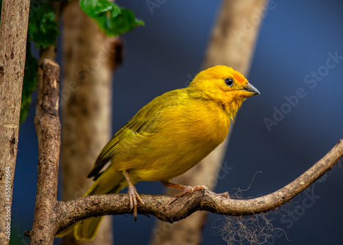 Saffron Finch (Sicalis flaveola) spotted outdoors