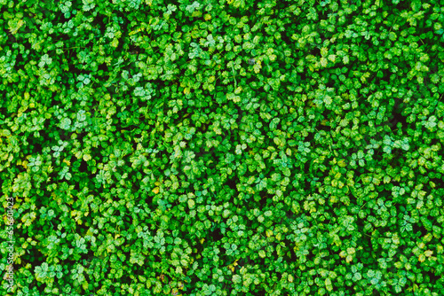 Texture of many fresh green small leaves. Top view, flatlay abstract background photo