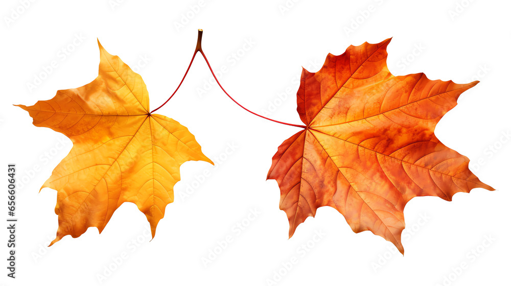 Fototapeta premium autumn maple leaf two leaves yellow and orange