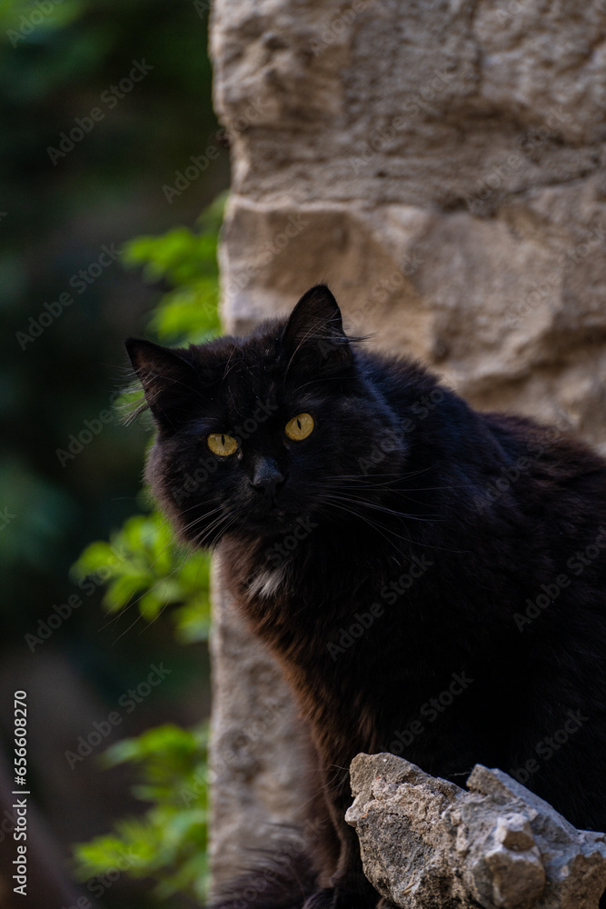 Stray black cat portrait 