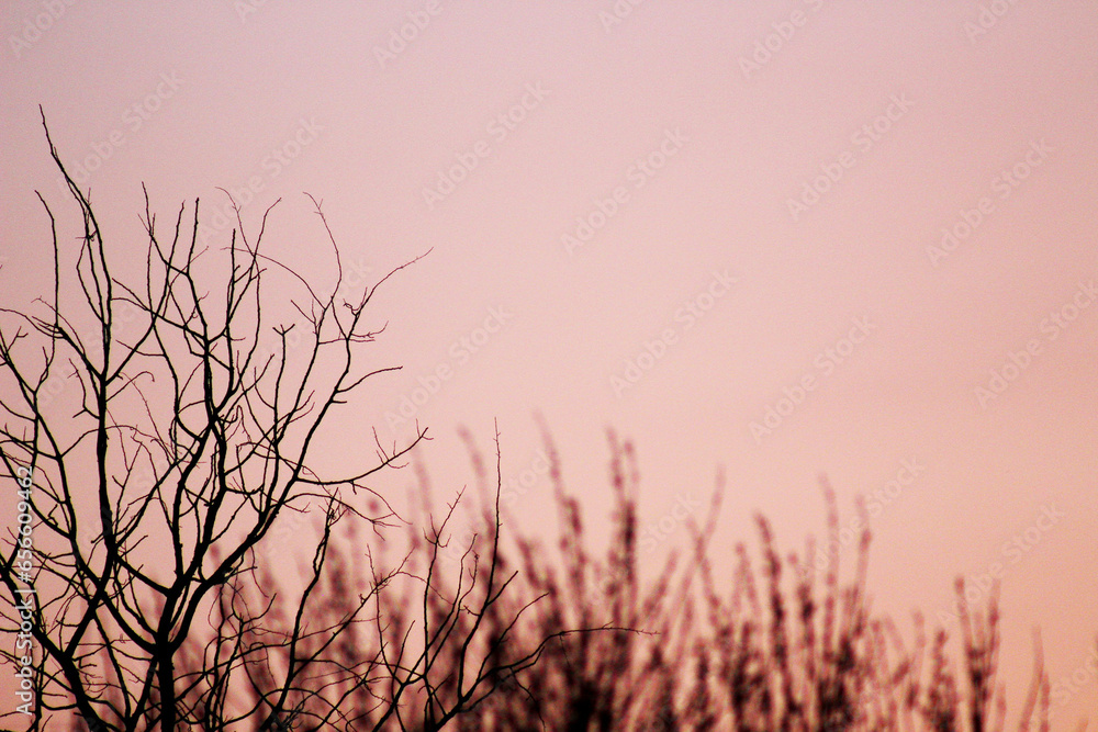 Dry tree branches on a pink sunset background