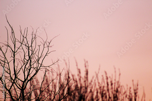 Dry tree branches on a pink sunset background