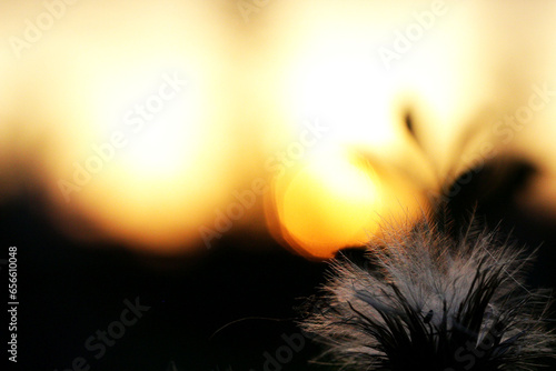 Fluffy flower on sunset background