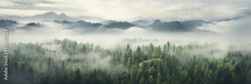 Pine Forest  Wide. Fog and mist in the Nature.