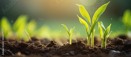 Young green corn seedling sprouts in a cultivated farm field in spring with a soft focus with copyspace for text photo