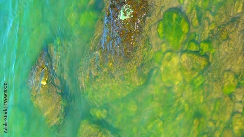 Green algae Enteromorpha underwater on rocks near the shore of the Khadzhibey Estuary, vertical video photo
