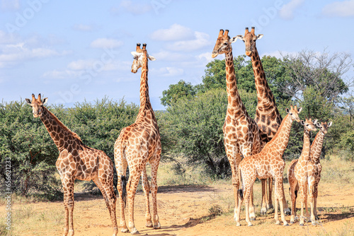 Reticulated Giraffe in the Waterberg Region of South Africa photo