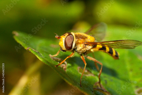 close up of a fly © Андрій Рудніцький