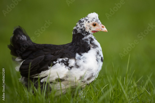 Young black white chick isolated free in garden