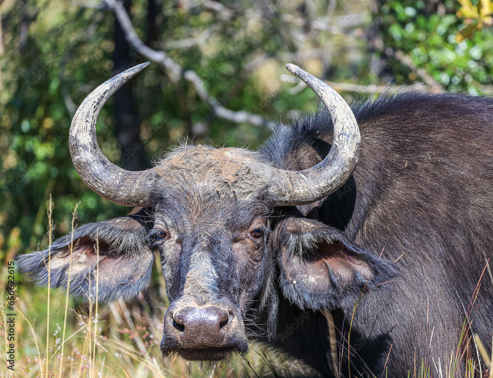 Fototapeta premium Female Buffalo in the Waterberg Region of South Africa.