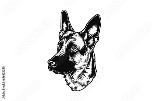 Loyal Companion: A Stunning Vector Portrait of a Belgian Malinois