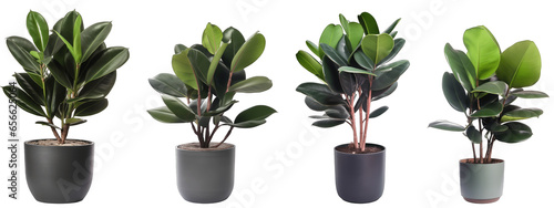 Large house rubber plant in modern pot or vase isolated on transparent background generative ai