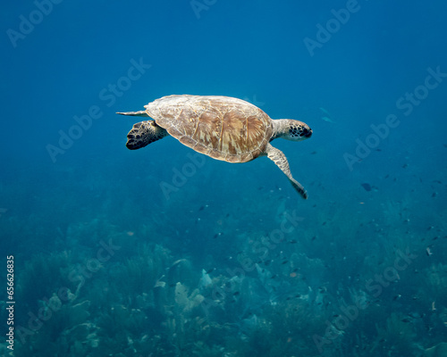 Sea Turtle Cruising at Oospunt, Curacao photo