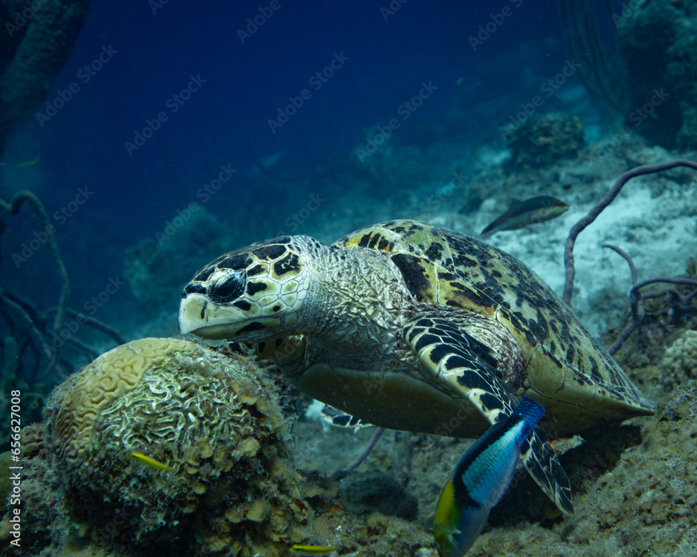 Hawksbill Turtle at Santa Martha Baai in Curacao