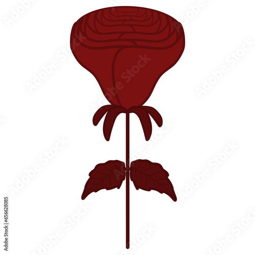 red rose