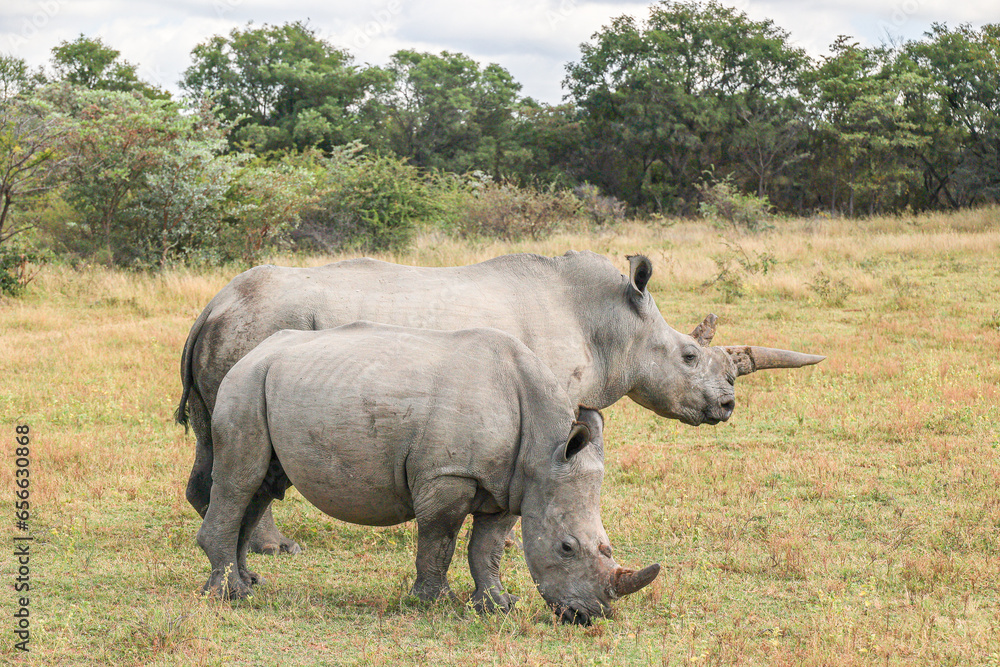 White Rhino grazing at Ant's Nest private reserve in the Waterberg Region of South Africa White Rhino grazing at Ant's Nest private reserve in the Waterberg Region of South Africa