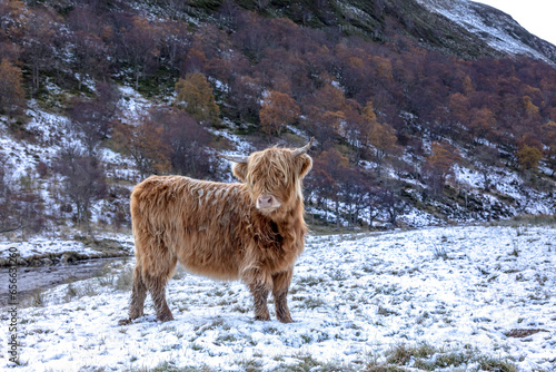 Alladale Wilderness Reserve in Scotland