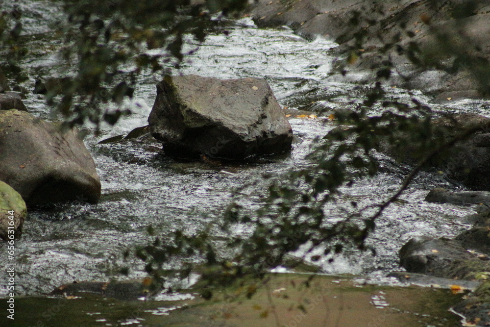 river in the forest