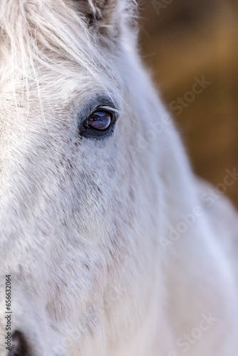 Alladale Wilderness Reserve in Scotland
