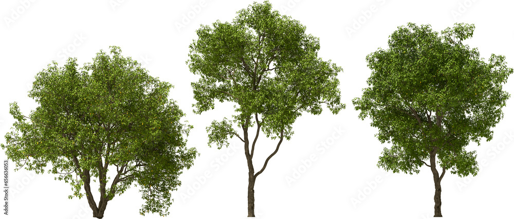 tree maytenus hookeri hq arch viz cutout plant 3d render