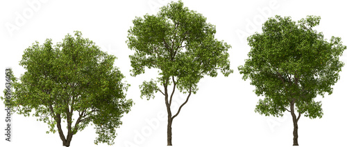 tree maytenus hookeri hq arch viz cutout plant 3d render