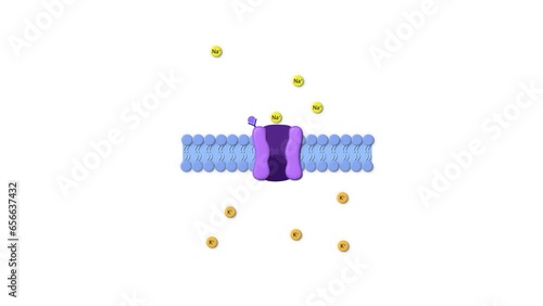 Type of Drug Receptor, ligand, cell membrane, ligand gated receptor, sodium, potassium, passage through the cell membrane photo