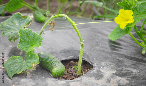 Close up picture of cucumber on patch covered with plastic mulch, selective focus.