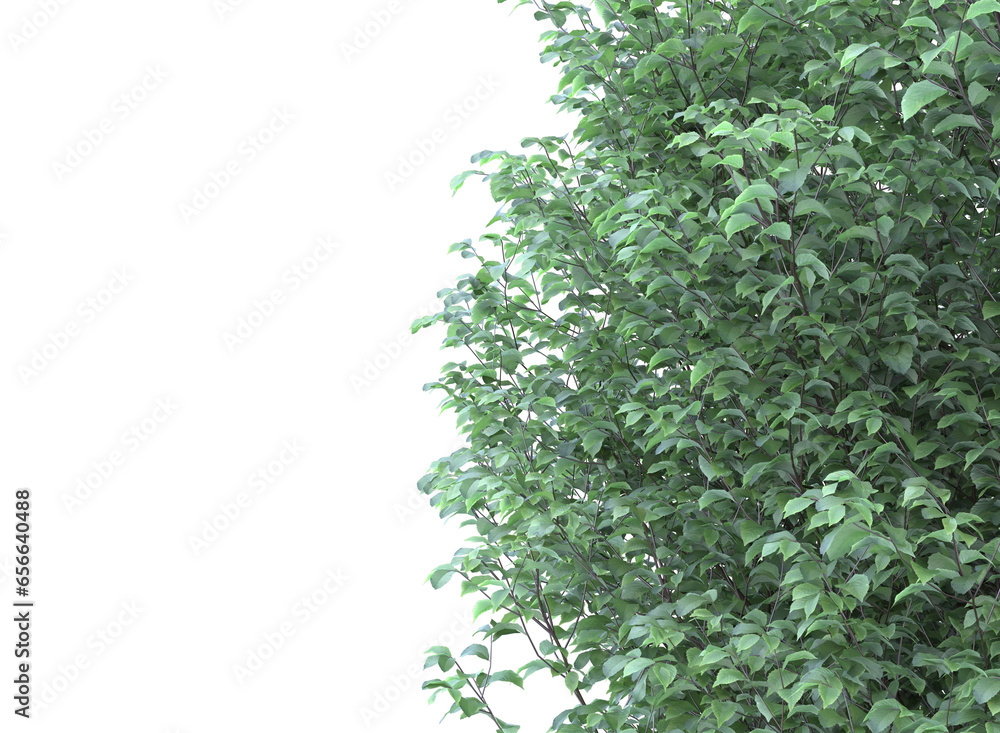 Naklejka premium Various types of tree branch plants bushes shrub