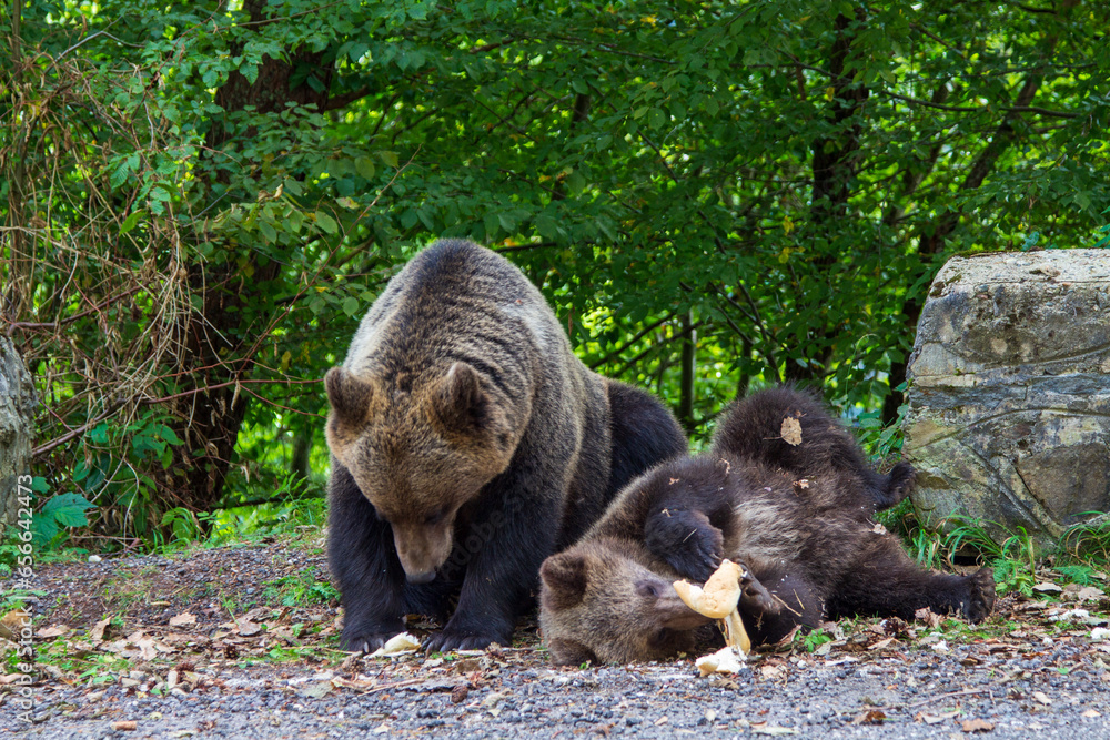 Obraz premium Bear family in the mountains