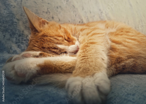Orange kitten sleeping sweet. Closeup portrait of cute ginger cat resting on a sofa