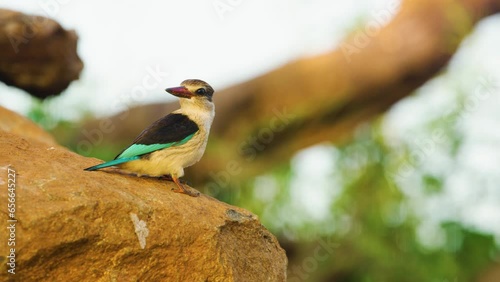 A beautiful Brown-hooded Kingfisher Halcyon albiventris sitting on a rock. photo