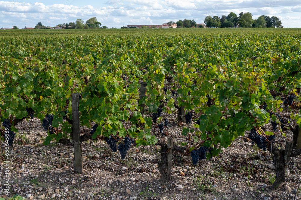 Green vineyards with rows of red Cabernet Sauvignon grape variety of Haut-Medoc vineyards, Margeaux village in Bordeaux, left bank of Gironde Estuary, France, ready to harvest