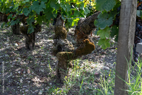 Green vineyards with rows of red Cabernet Sauvignon grape variety of Haut-Medoc vineyards, Margeaux village in Bordeaux, left bank of Gironde Estuary, France, ready to harvest