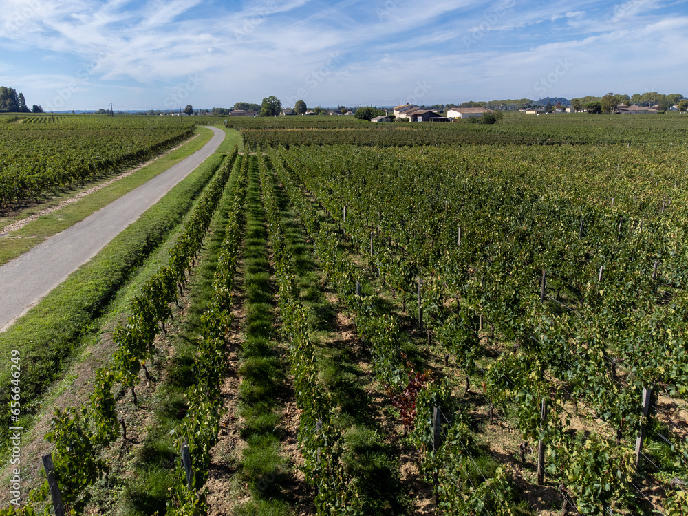 Aeriel view on rows of Merlot red grapes in Saint-Emilion wine making region in Pomerol,  right bank in Bordeaux, ripe and ready to harvest Merlot or Cabernet Sauvignon red grapes, France