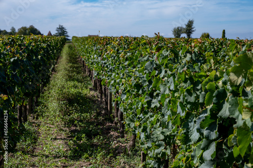 Harvest time in Saint-Emilion wine making region on right bank in Bordeaux, ripe and ready to harvest Merlot or Cabernet Sauvignon red wine grapes, France