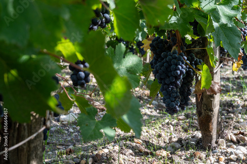 Green vineyards with rows of red Cabernet Sauvignon grape variety of Haut-Medoc vineyards, Margeaux village in Bordeaux, left bank of Gironde Estuary, France, ready to harvest photo