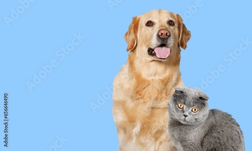 Cute smart dog happy and young cat