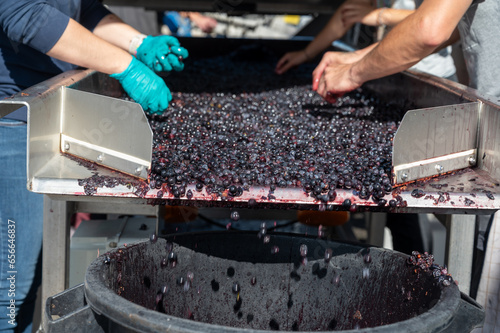 Harvest works in Saint-Emilion wine making region on right bank of Bordeaux, picking, sorting with hands and crushing Merlot or Cabernet Sauvignon red wine grapes, France