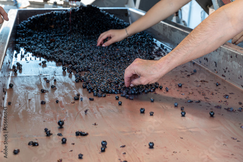 Harvest works in Saint-Emilion wine making region on right bank of Bordeaux, picking, sorting with hands and crushing Merlot or Cabernet Sauvignon red wine grapes, France photo