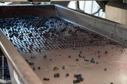 Harvest works in Saint-Emilion wine making region on right bank of Bordeaux, picking, sorting with hands and crushing Merlot or Cabernet Sauvignon red wine grapes, France