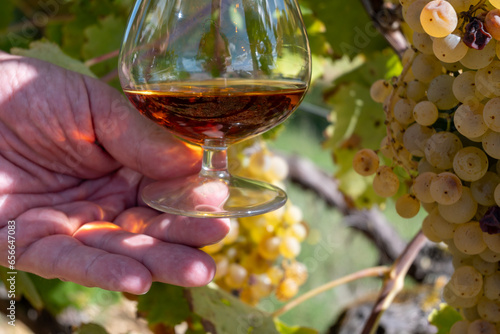 Tasting of Cognac strong alcohol drink in Cognac region, Charente with rows of ripe ready to harvest ugni blanc grape on background uses for spirits distillation, France photo