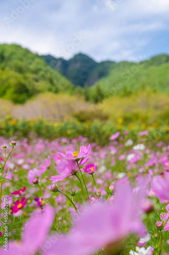 独鈷山麓に咲くコスモス