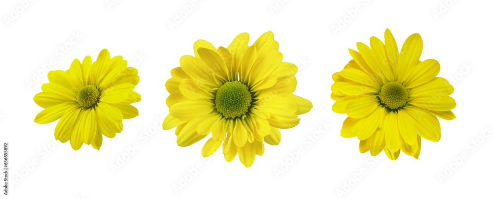Set of yellow chrysanthemum flowers isolated on white or transparent background Set of yellow chrysanthemum flowers isolated on white or transparent background