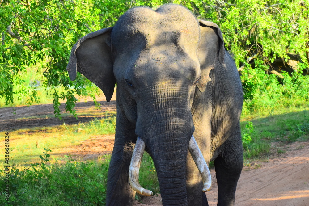 Obraz premium Sri Lankan Tusker in Wild